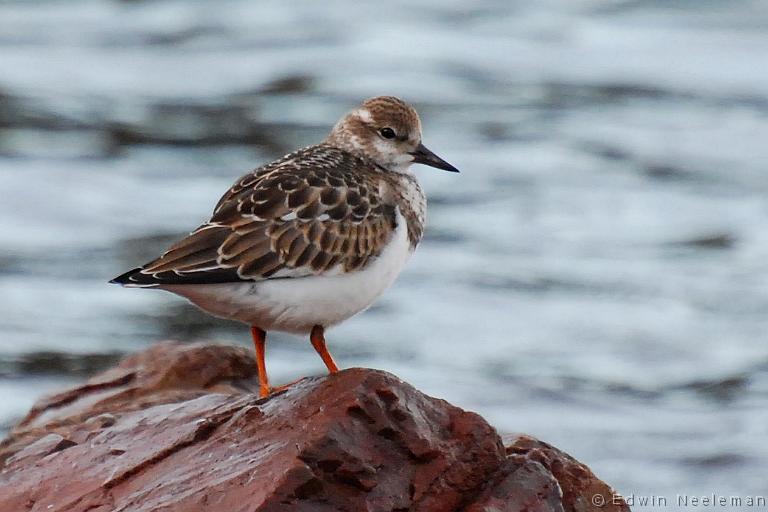 ENE-20080829-0005.jpg - [nl] Steenloper ( Arenaria interpres ) | Sleepy Cove, Crow Head, Twillingate, Newfoundland, Canada[en] Turnstone ( Arenaria interpres ) | Sleepy Cove, Crow Head, Twillingate, Newfoundland, Canada